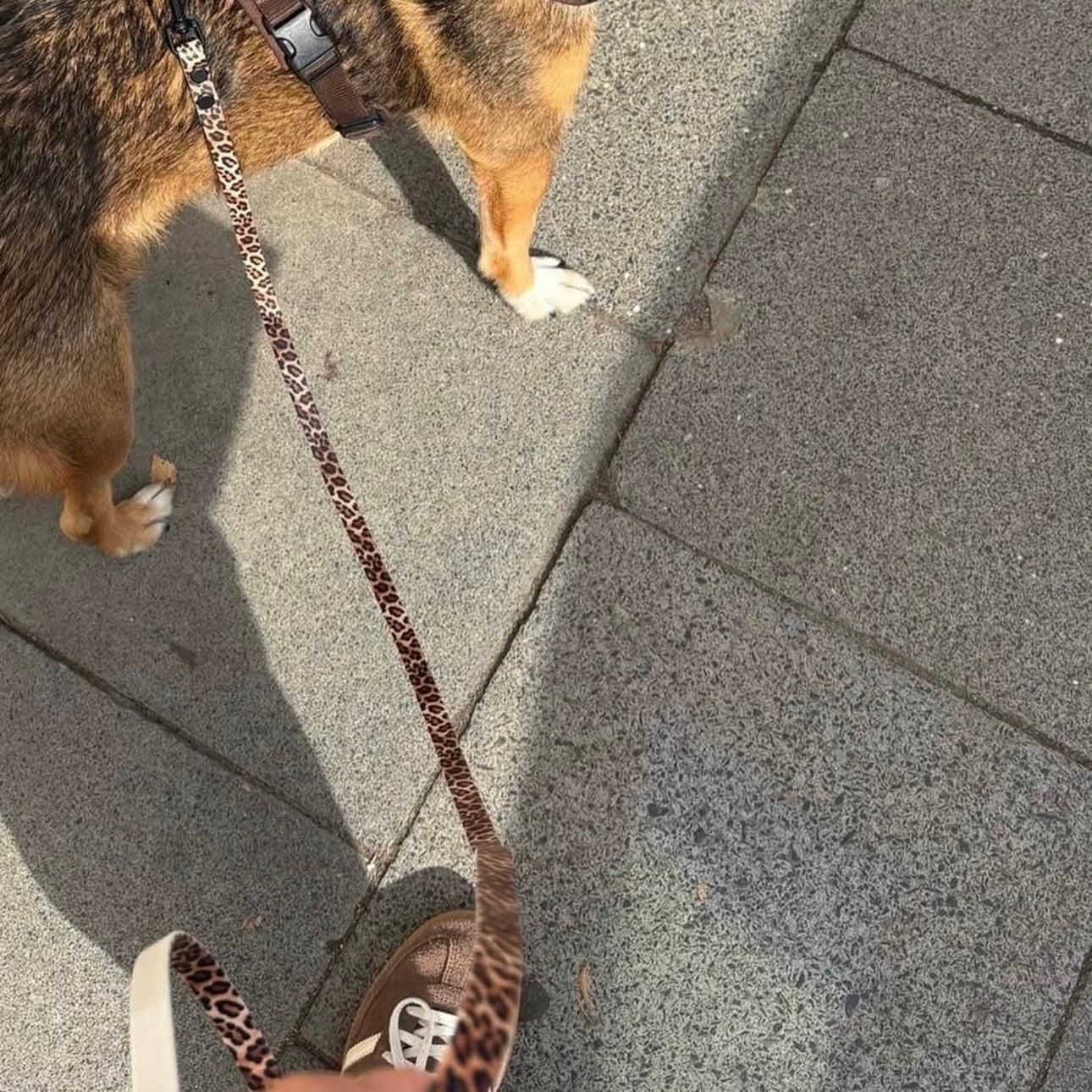 DOGGOS
