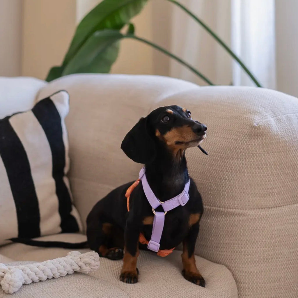 'LAVENDEL & TERRAKOTTA' HUNDEGESCHIRR