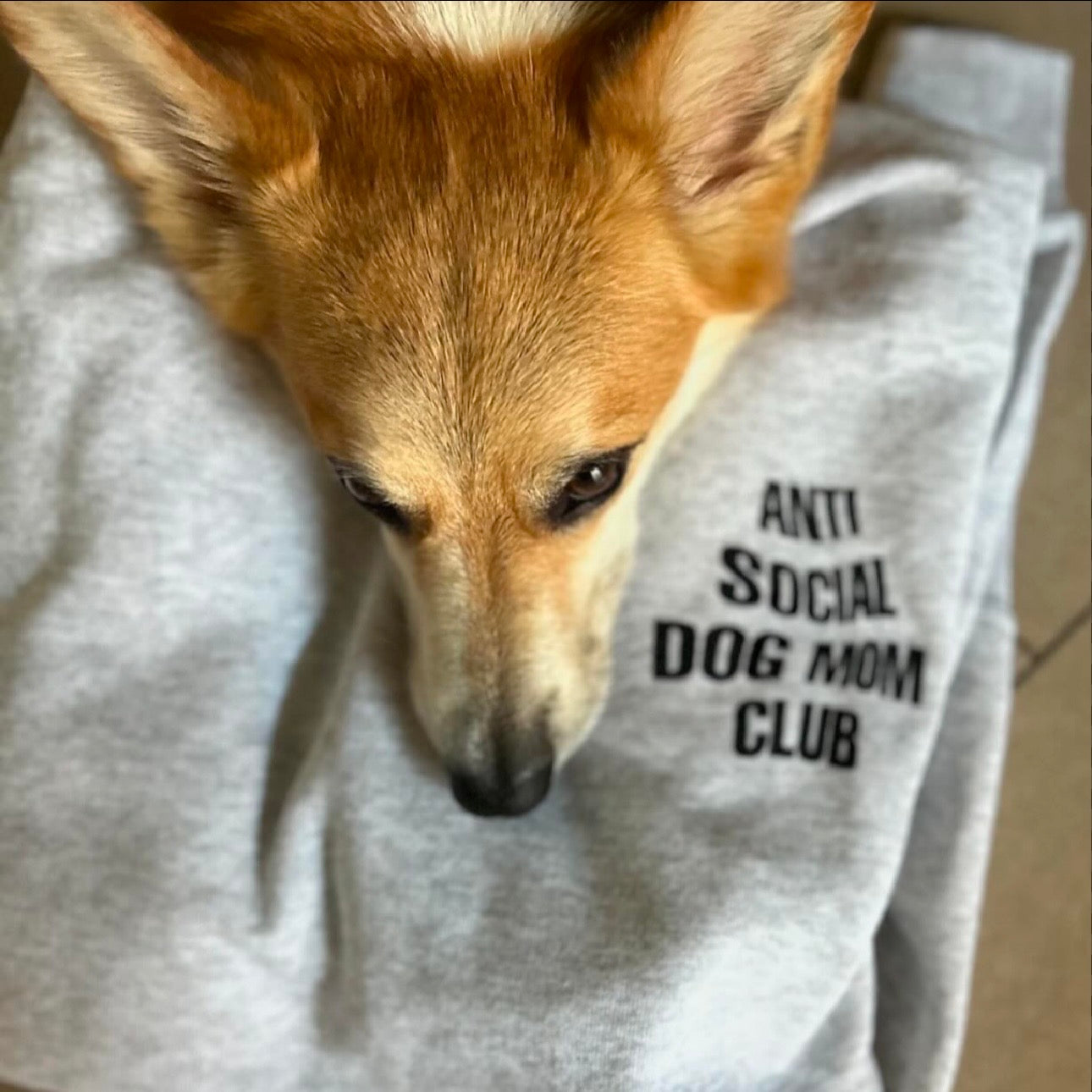 ANTI SOCIAL DOG MOM CLUB