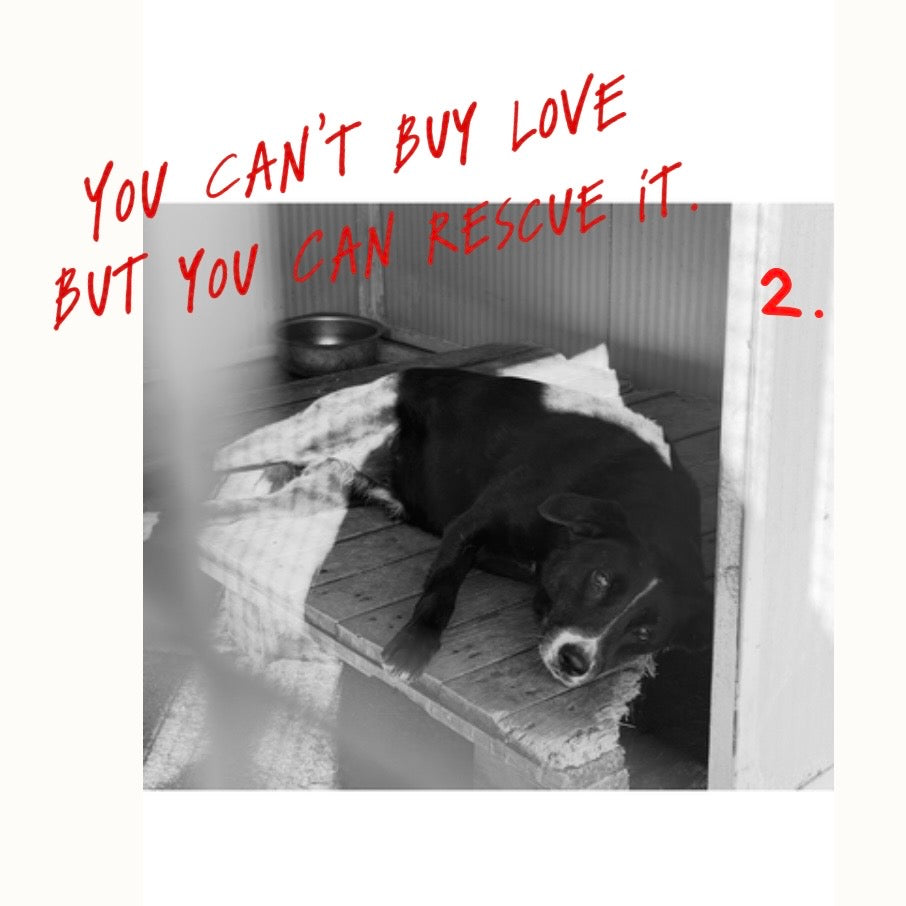 YOU CAN'T BUY LOVE BUT YOU CAN RESCUE IT.  T-SHIRT