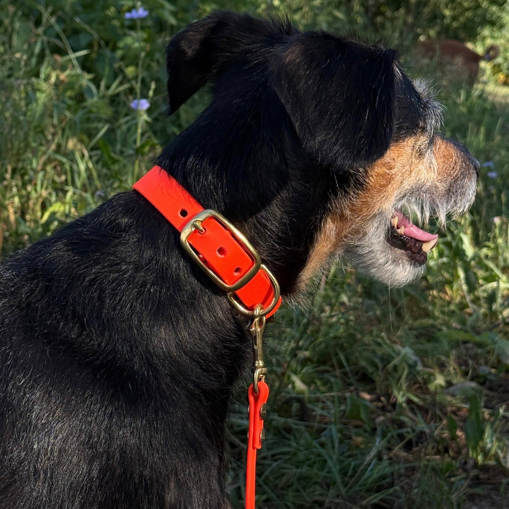 VIVA